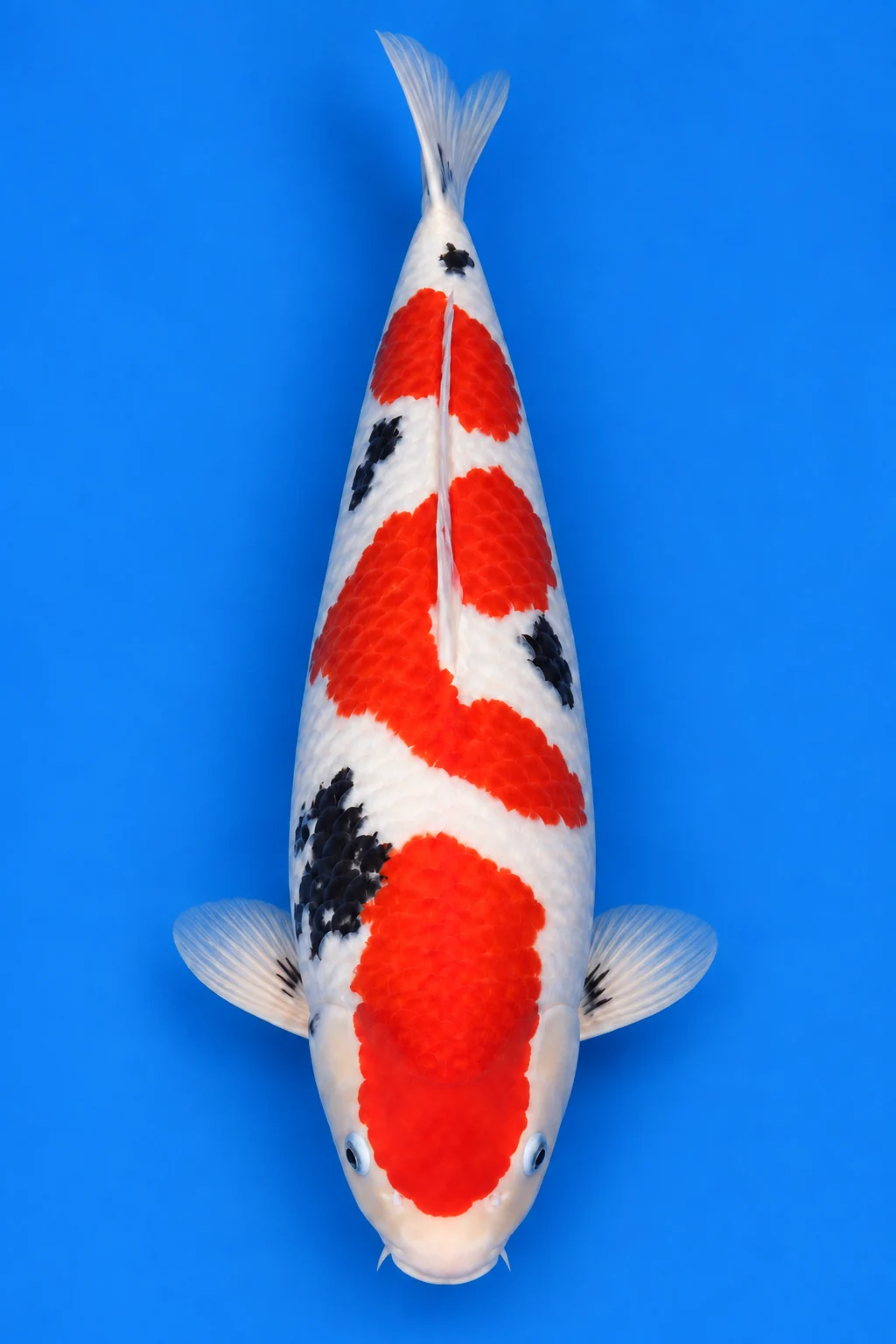 Kyusai Sanke illustration, viewed from above with its head down and tail up