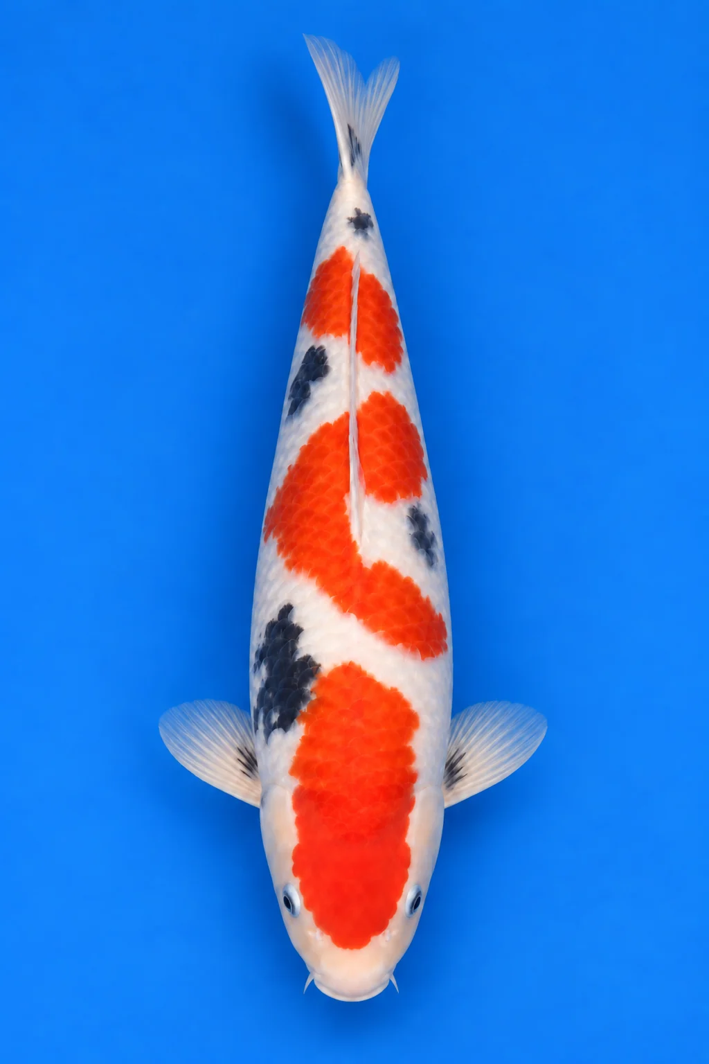 Tosai Sanke illustration, viewed from above with its head down and tail up