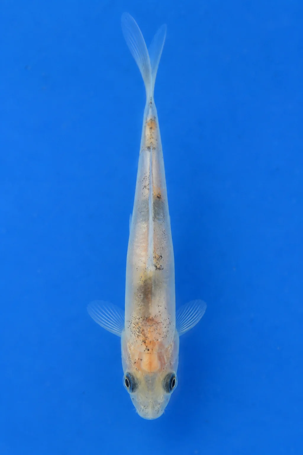 Fry Sanke illustration, viewed from above with its head down and tail up